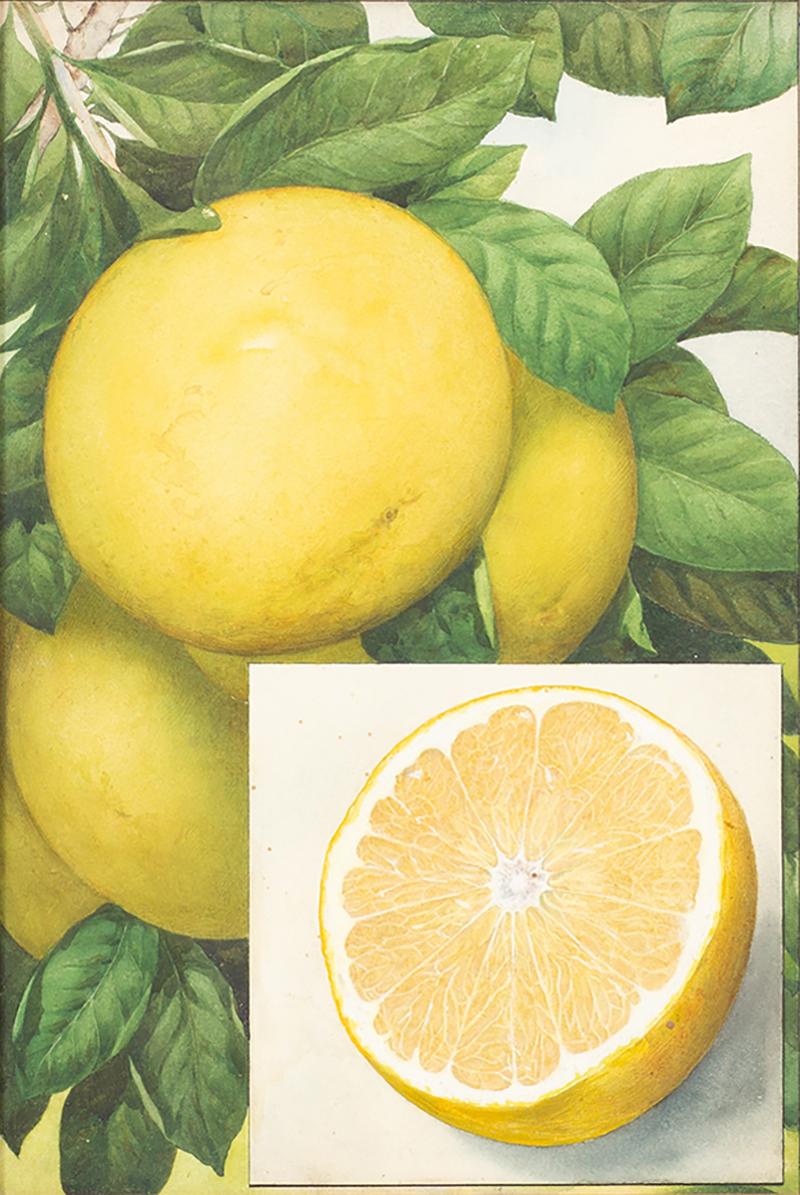 Herman Eggeling Grapefruit
