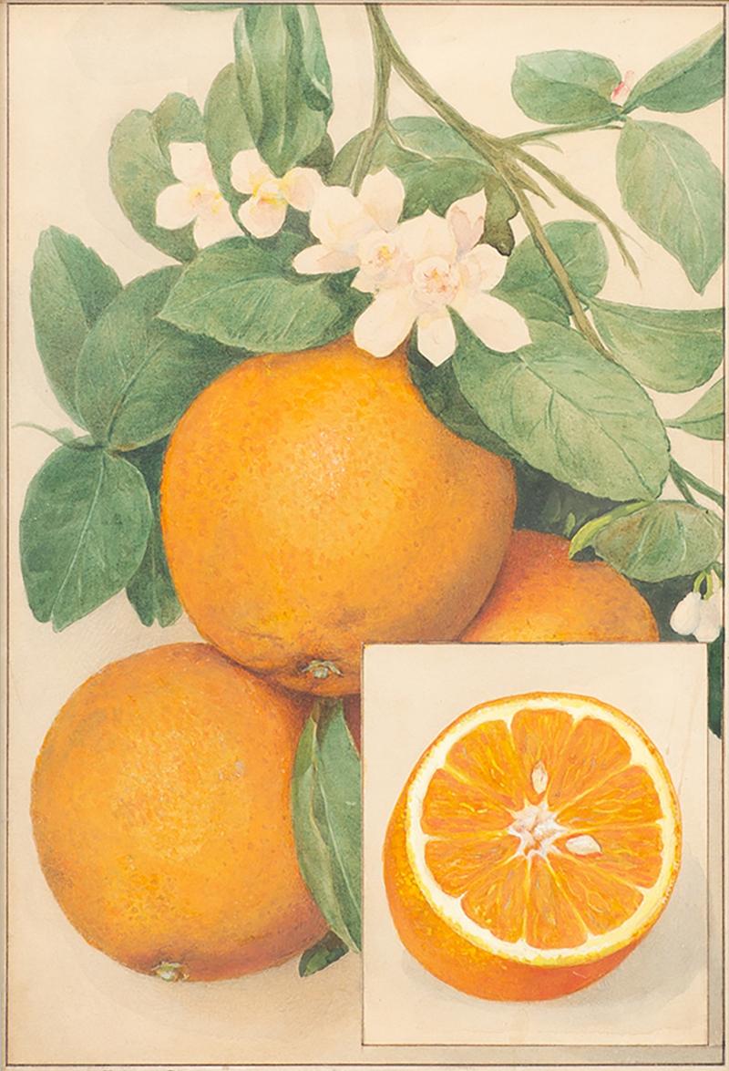 Herman Eggeling Oranges