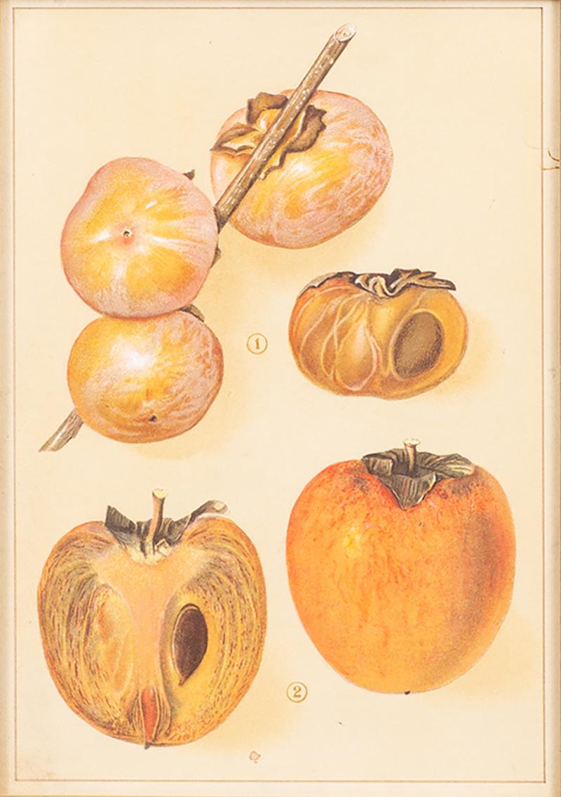 Herman Eggeling Persimmons