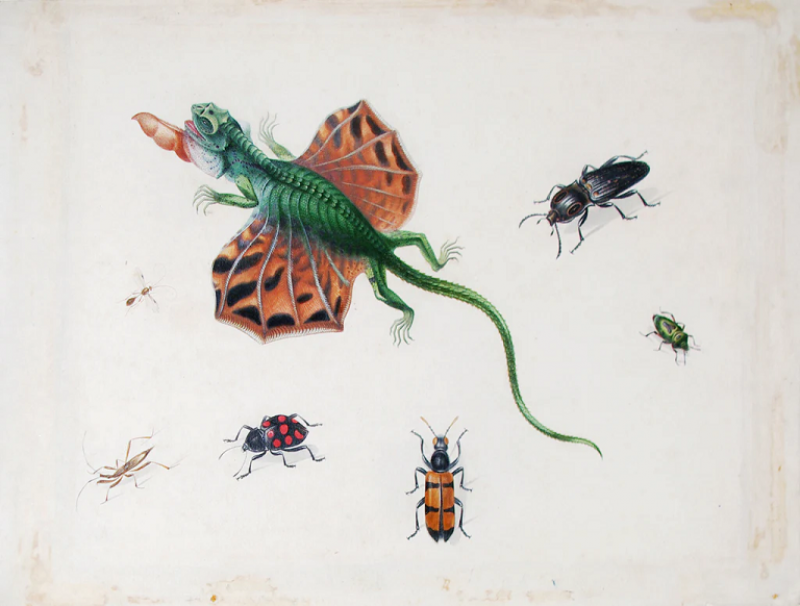 Herman Henstenburgh FLYING LIZARD SURROUNDED BY BEETLES AND OTHER INSECTS