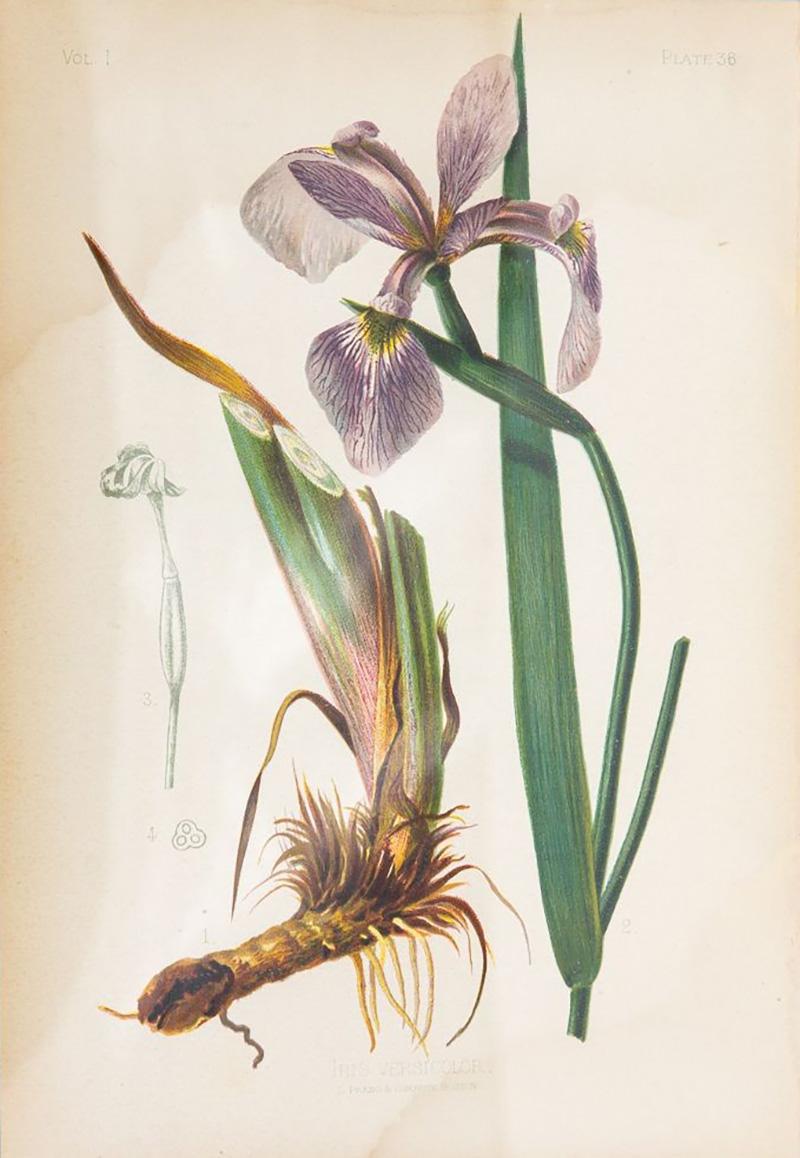 Iris Versicolor Blue Flag Botanical Print on Paper USA Early 20th C 
