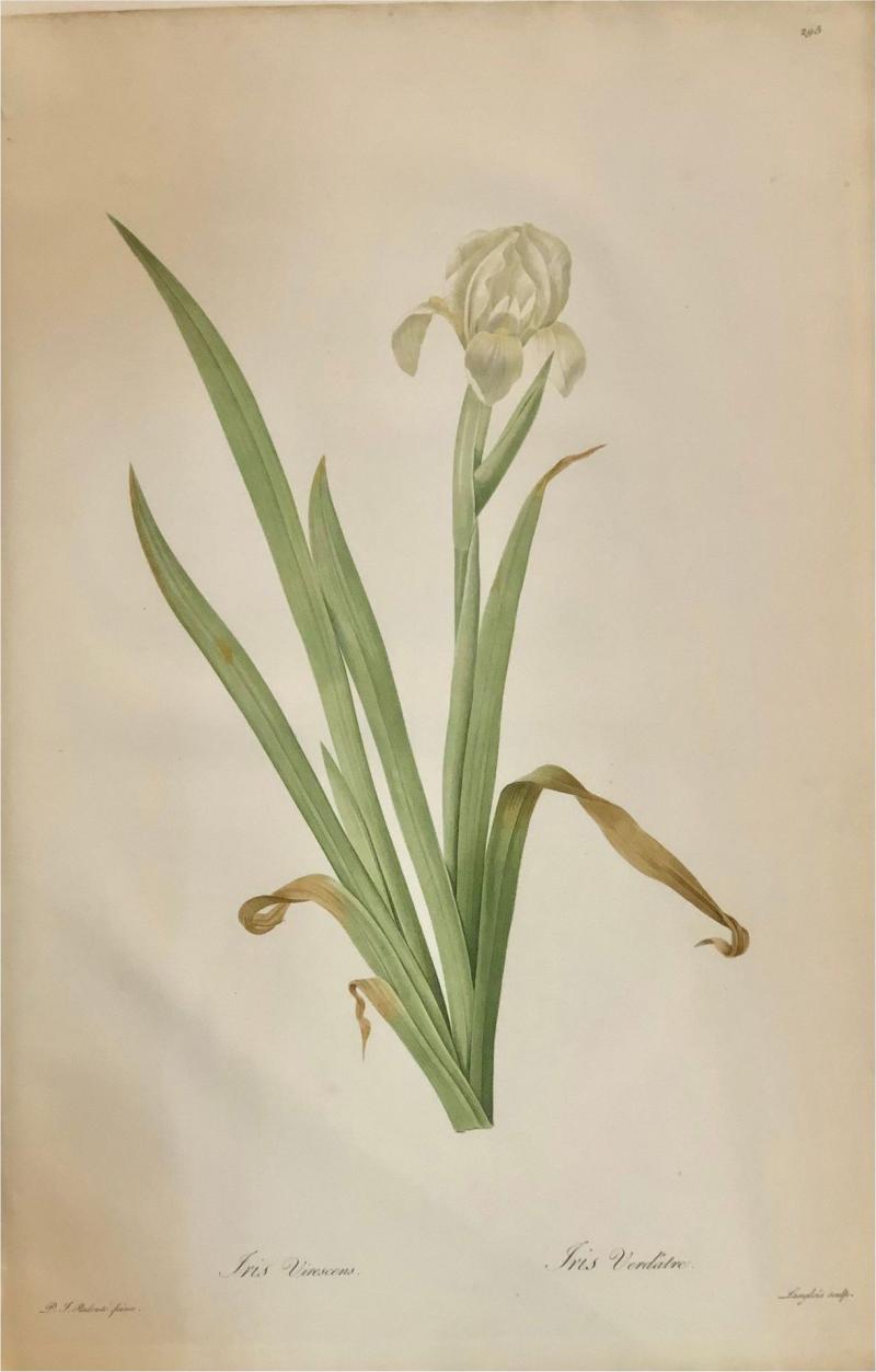 Iris Virescens Lalics Hand Colored Engraving Signed P J Redoute