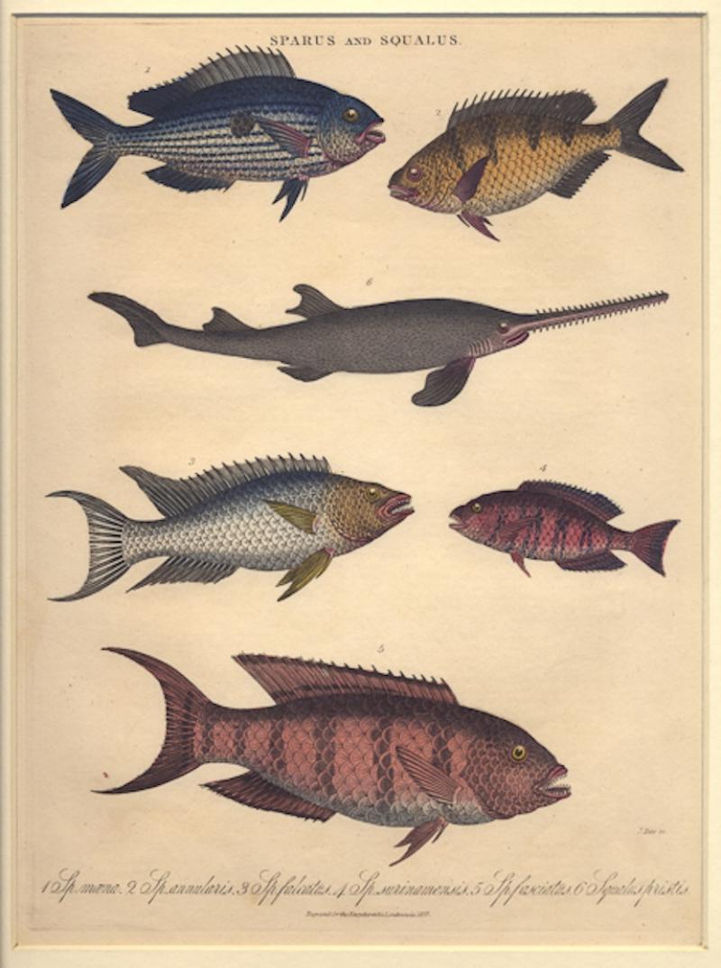 J WILKES SPARUS AND SQUALUS