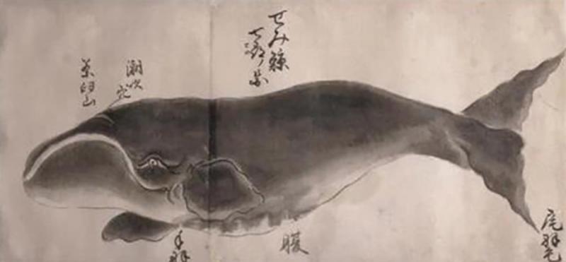 JAPANESE WHALE WATERCOLOR SEMI KUJIRA RIGHT WHALE