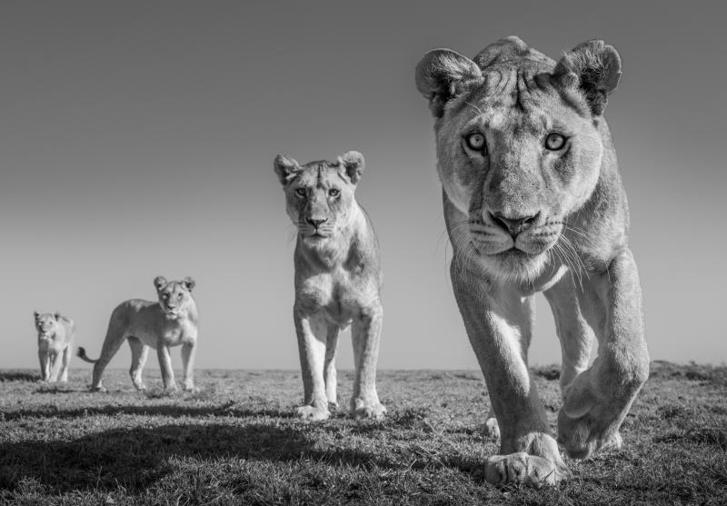 James Lewin Land of Lions