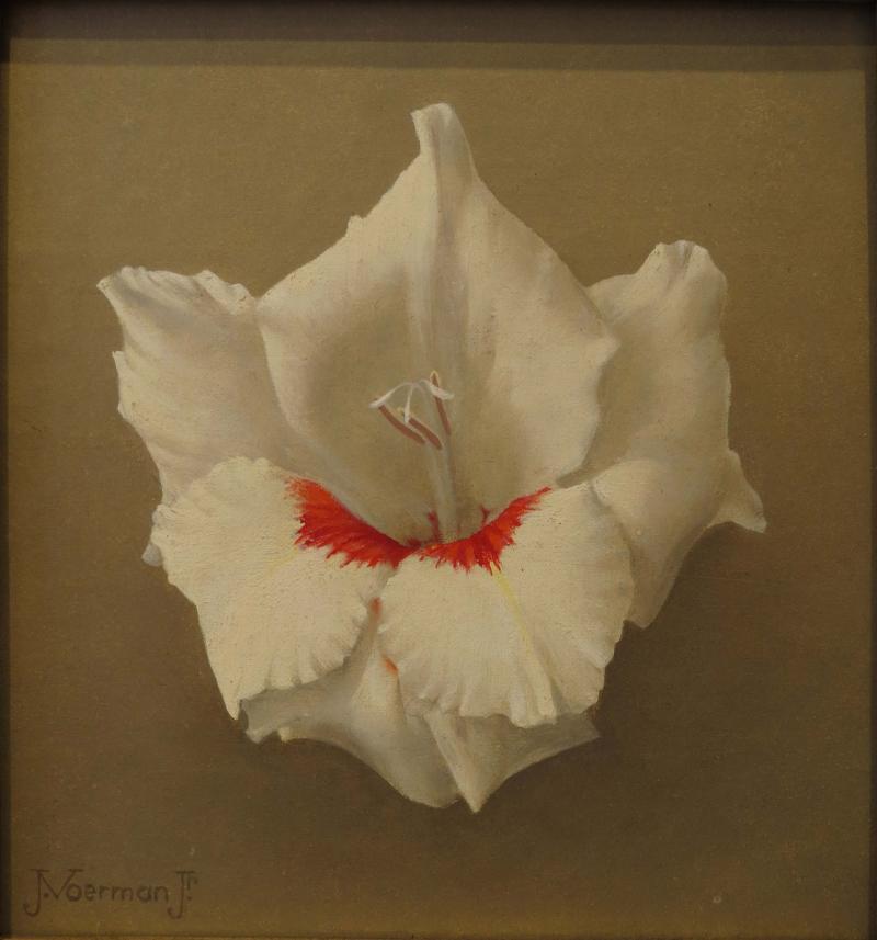 Jan Voerman Gladiola White and Red