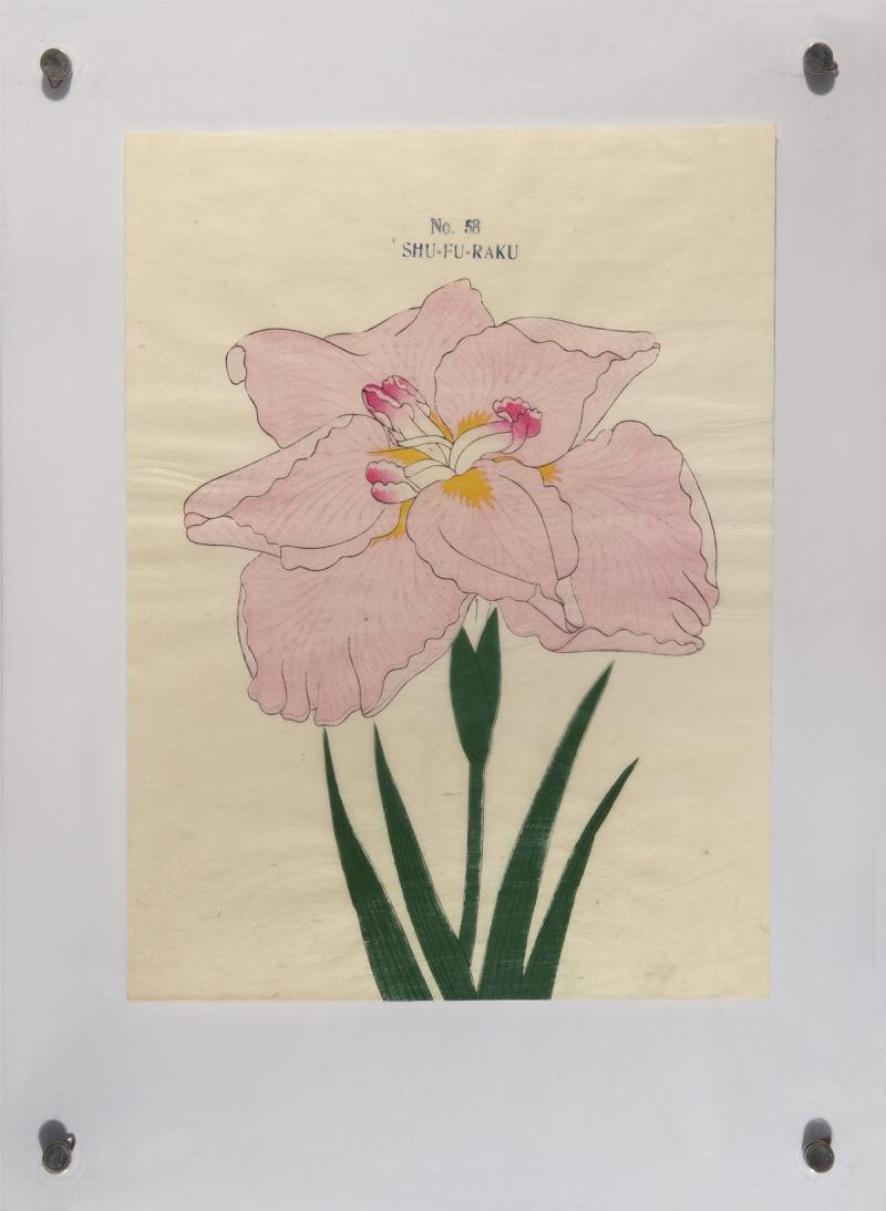 Japanese Iris SHU FU RAKU