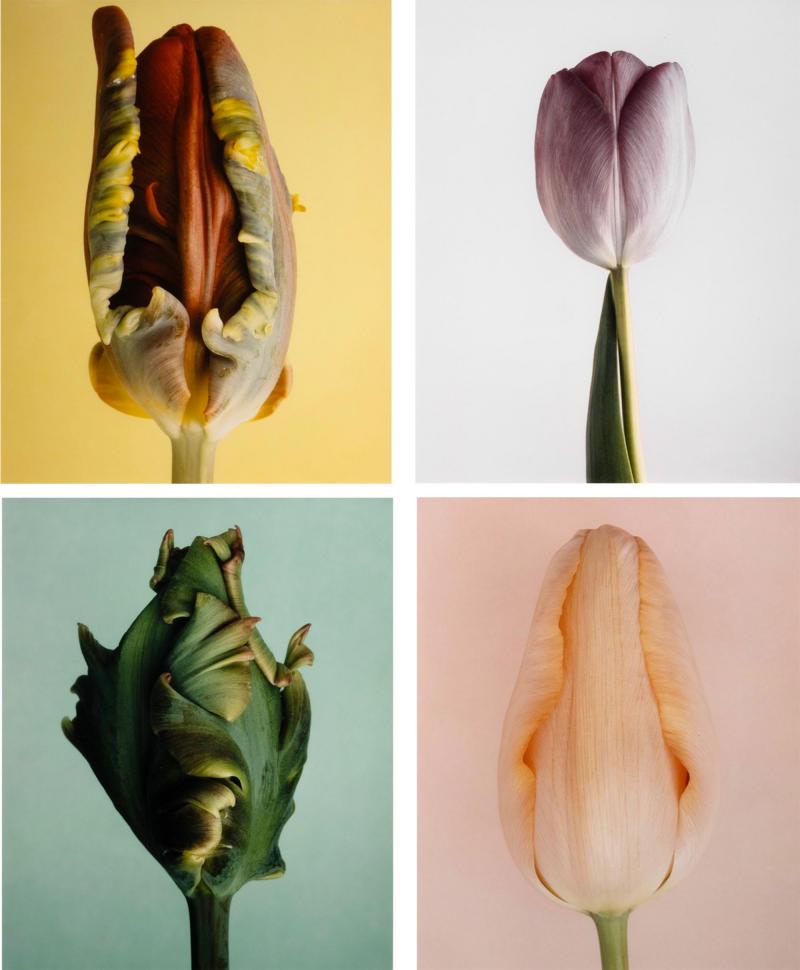 Jasper Wiedeman Set of 4 photo images from the Tulip series by Wiedeman