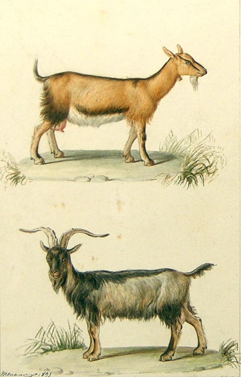 Jean Baptiste Meunier JEAN BAPTISTE MEUNIER FRENCH 1786 1858 BILLY GOATS