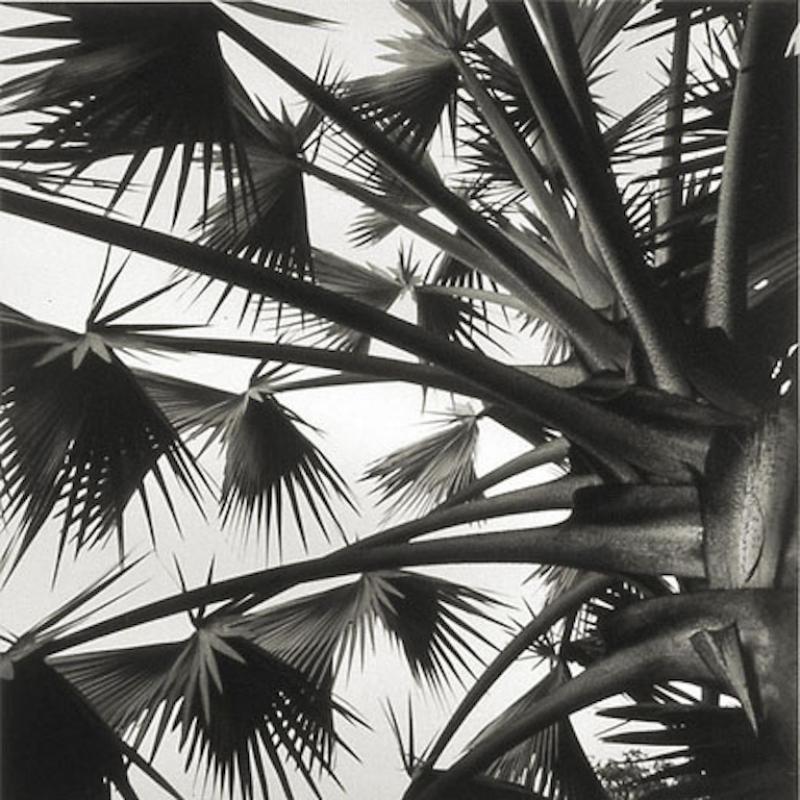 Joe Jurson Palm Sky