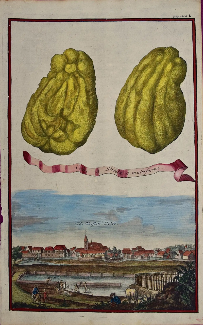 Johann Christoph Volkhamer Lemons Cedro Ditela Multiforme An 18th C Volckamer Hand colored Engraving