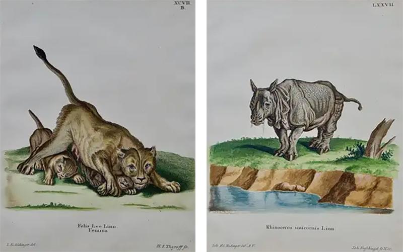 Johann Elias Ridinger A Pair of Hand Colored Engravings of an African Lioness and her Cubs and a Rhino