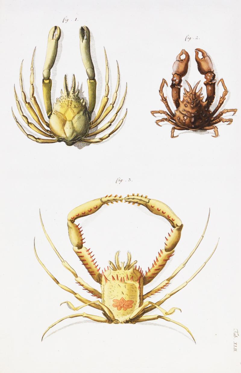 Johann Friederich Wilhelm Herbst A Group of Six Crustaceans Crabs