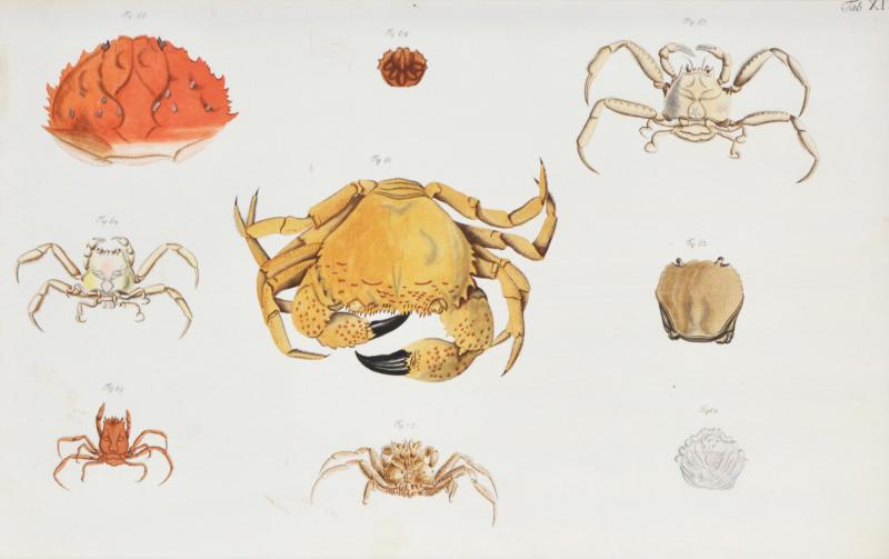 Johann Friederich Wilhelm Herbst Herbst A Group of Six Crustaceans Crabs