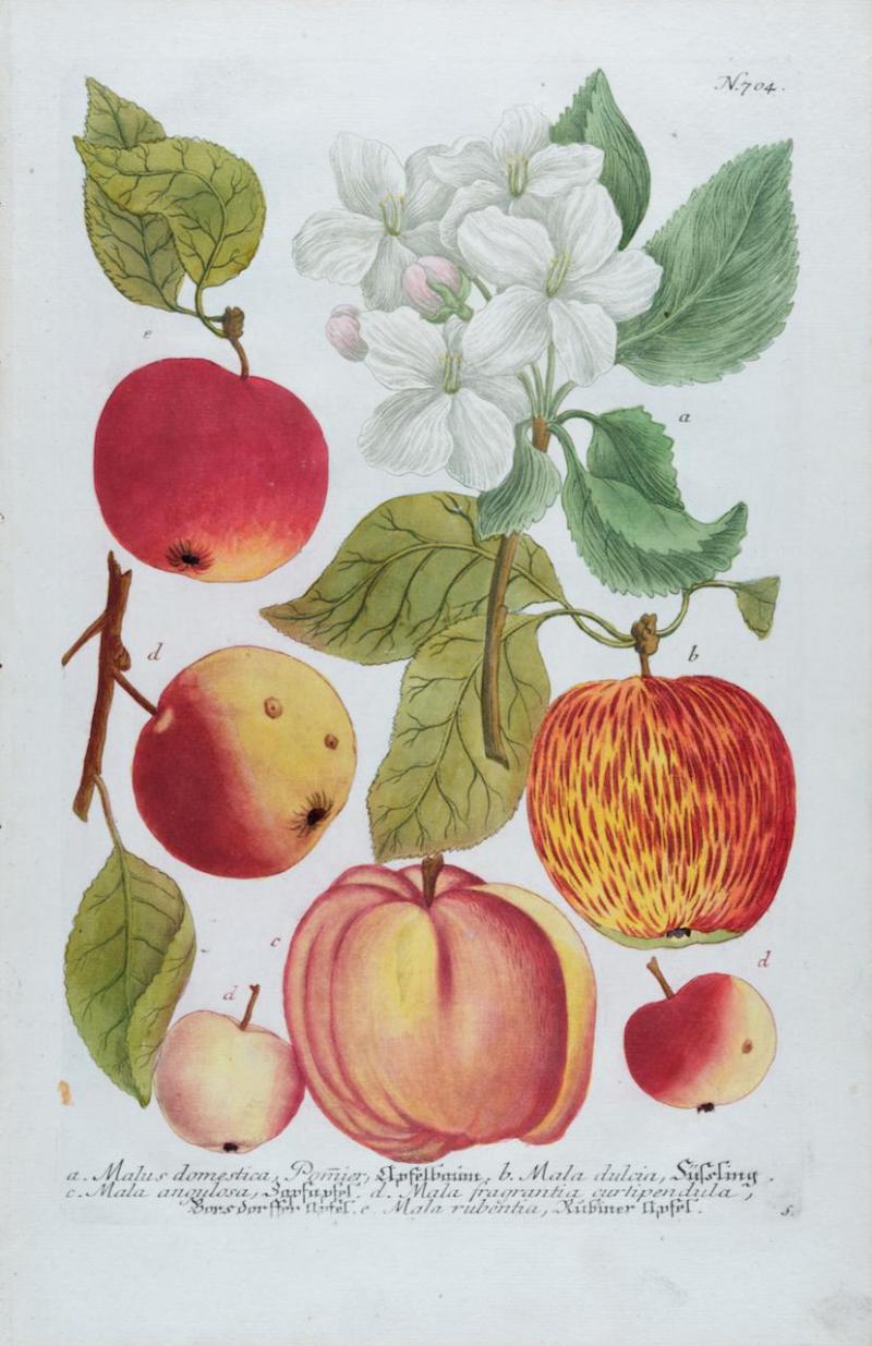 Johann Wilhelm Weinmann Apple An 18th Century Hand colored Botanical Engraving by J Weinmann