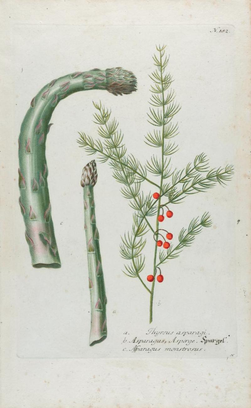 Johann Wilhelm Weinmann Asparagus An 18th Century Hand colored Botanical Engraving by J Weinmann