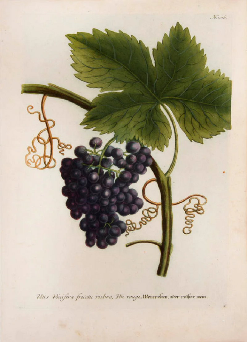 Johann Wilhelm Weinmann Grapes by johann Wilhelm WEINMANN