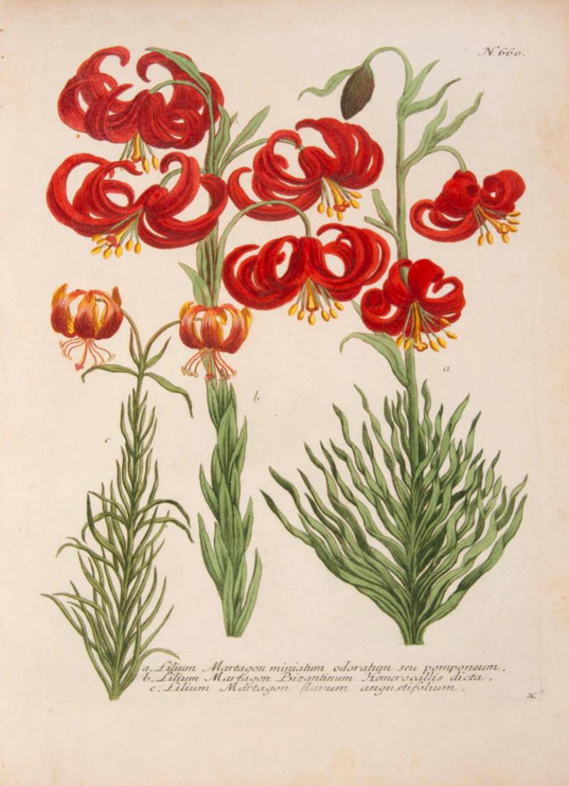 Johann Wilhelm Weinmann Lilies by Johann Wilhelm Weinmann