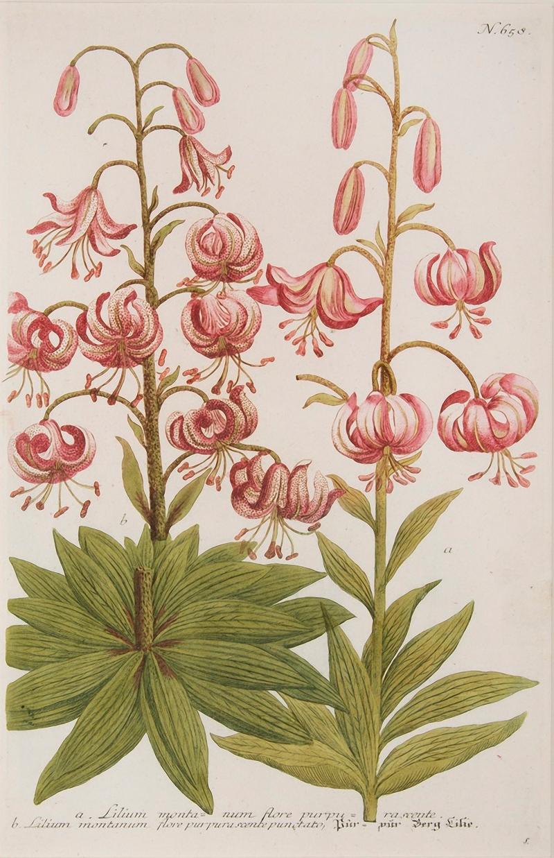 Johann Wilhelm Weinmann WEINMANN Johann Wilhelm Lilies 