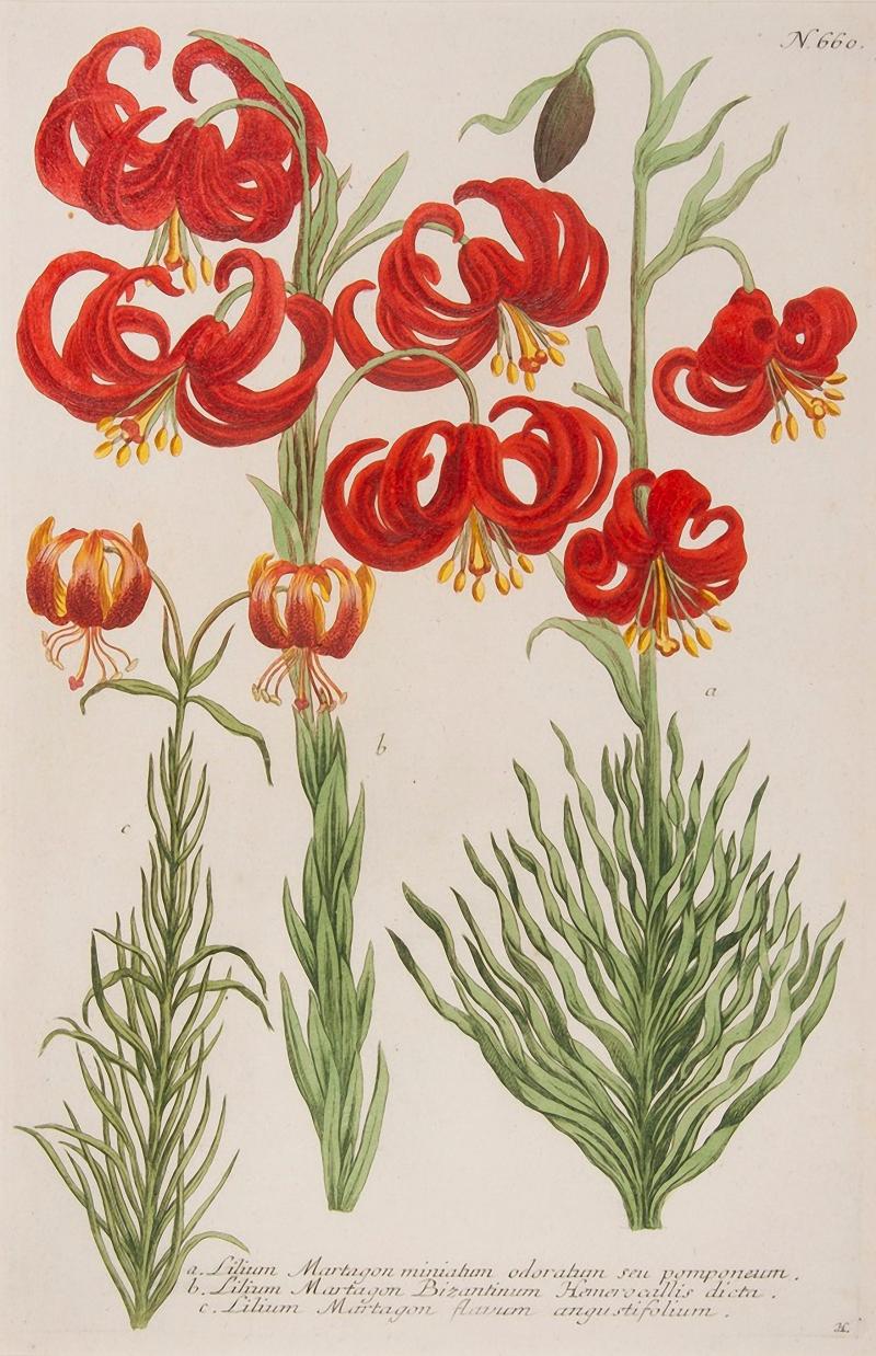 Johann Wilhelm Weinmann WEINMANN Johann Wilhelm Lilies 