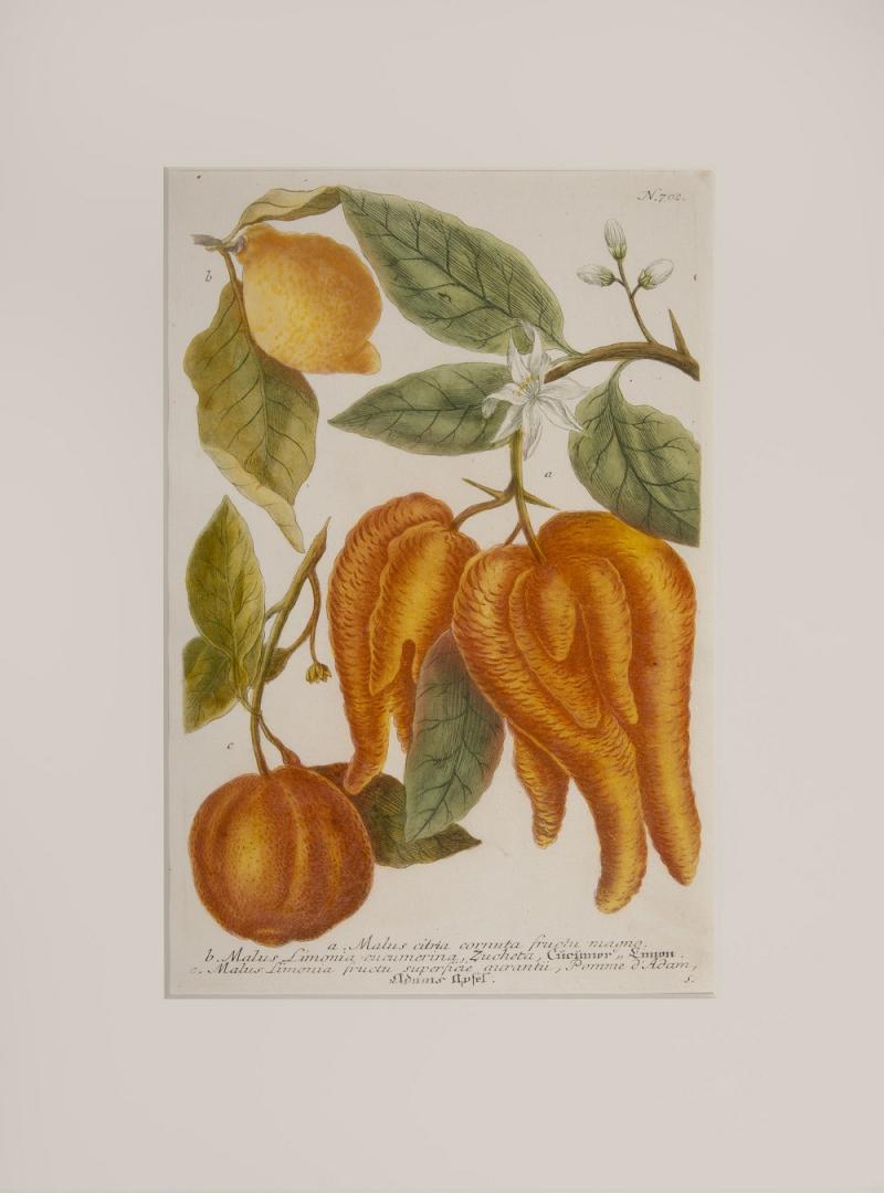 Johann Wilhelm Weinmann WEINMANN Johann Wilhelm Pair of Citrus Fruits 