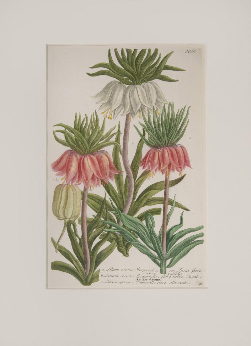 Johann Wilhelm Weinmann WEINMANN Johann Wilhelm Pair of Imperial Lillies 