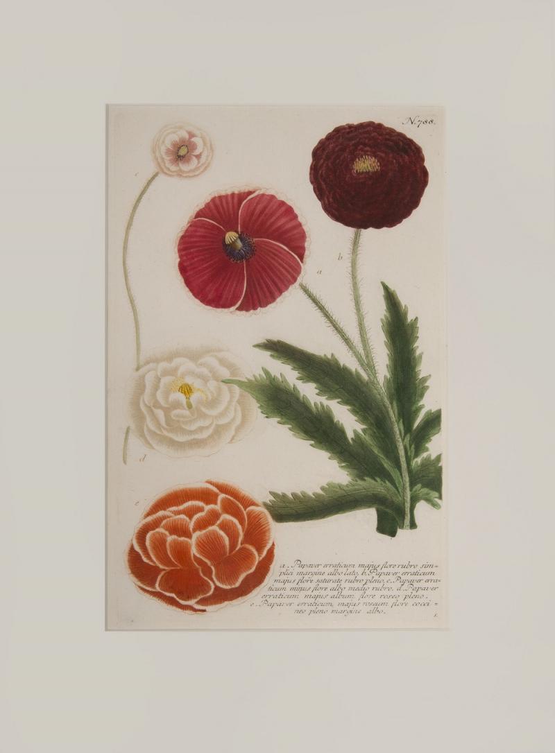 Johann Wilhelm Weinmann WEINMANN Johann Wilhelm Pair of Poppies