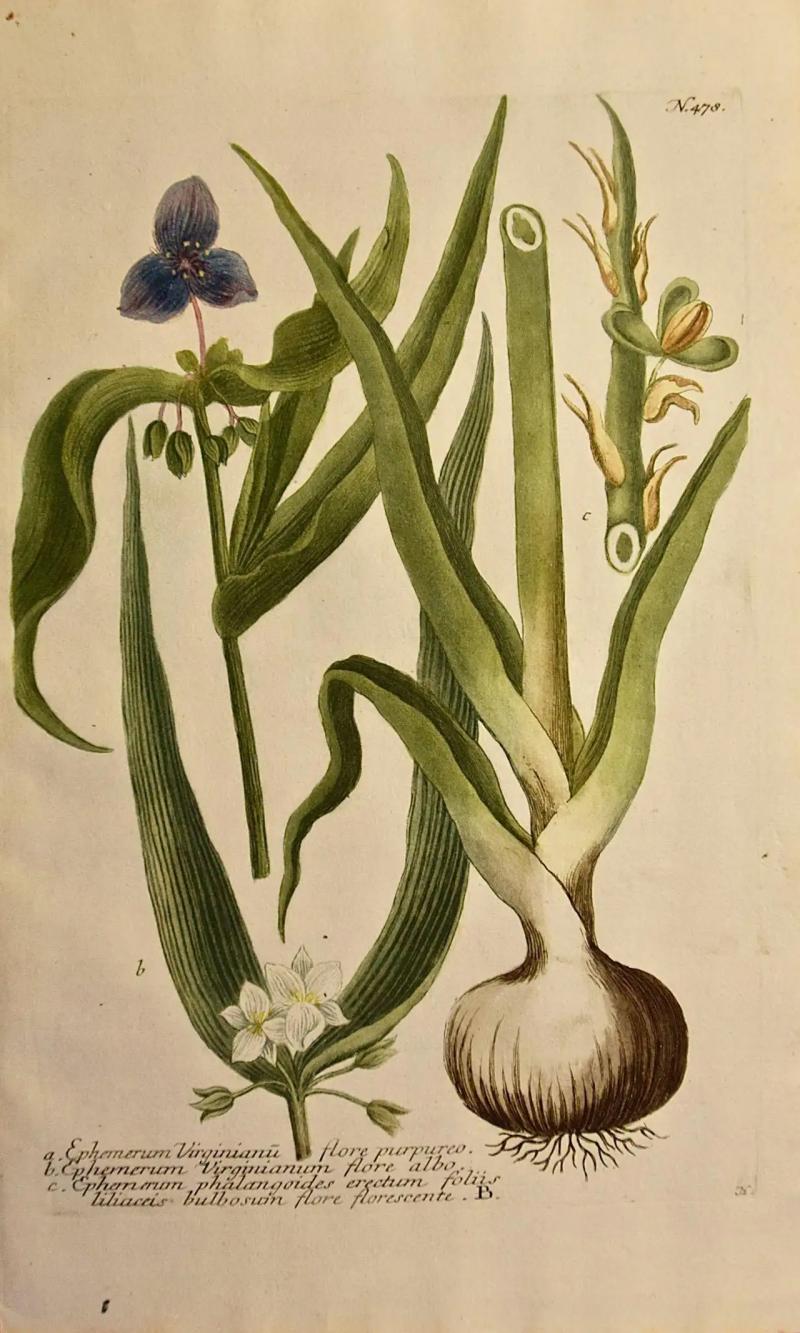 Johann Wilhelm Weinmann Weinmann 18th Century Hand Colored Botanical Engraving Ephemerum Virginianum 