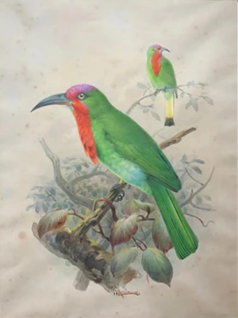 Johannes Gerardus Keulemans A MONOGRAPH OF THE MEROPIDAE OR FAMILY OF THE BEE EATERS