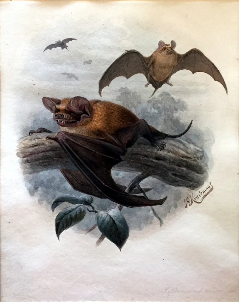 Johannes Gerardus Keulemans FREE TAILED BAT NYCLINIMOS MIAREUSIS 