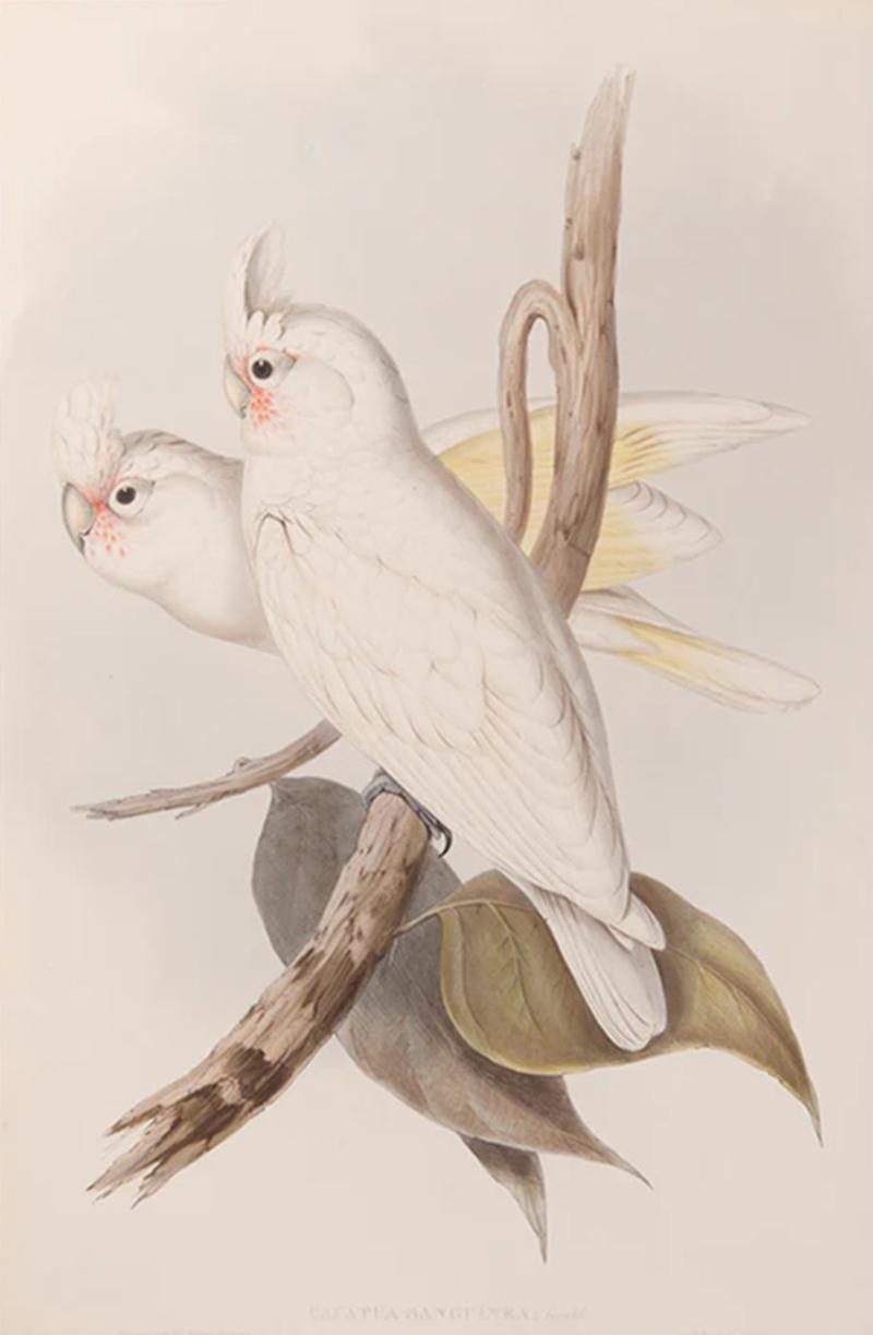 John Gould A Group of Four Parrots by John GOULD