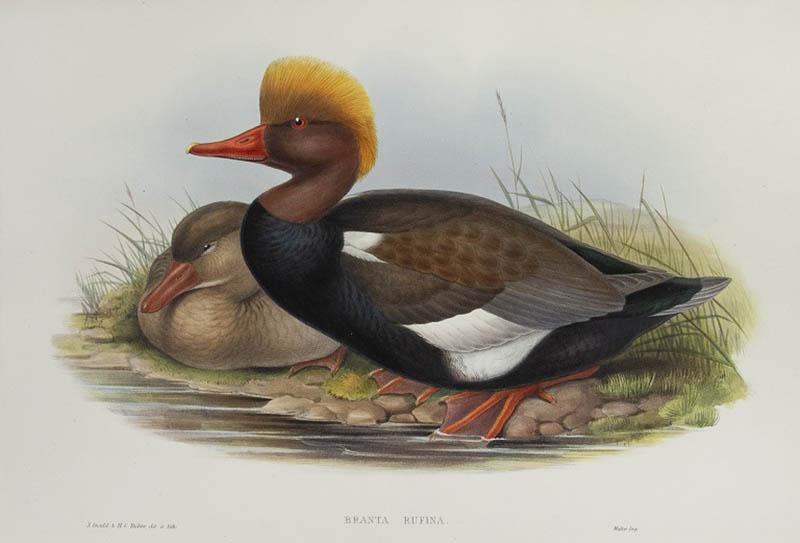 John Gould Branta Rufina Red crested Duck 