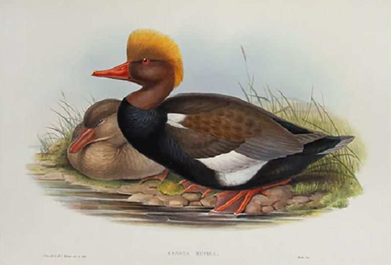 John Gould Branta Rufina Red crested Duck by John GOULD