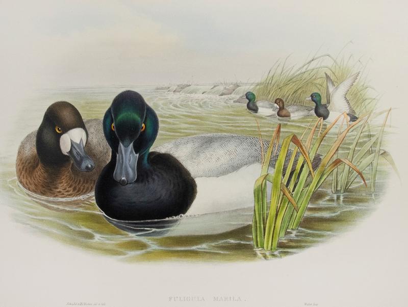 John Gould Fuligula Marila Scaup Duck 