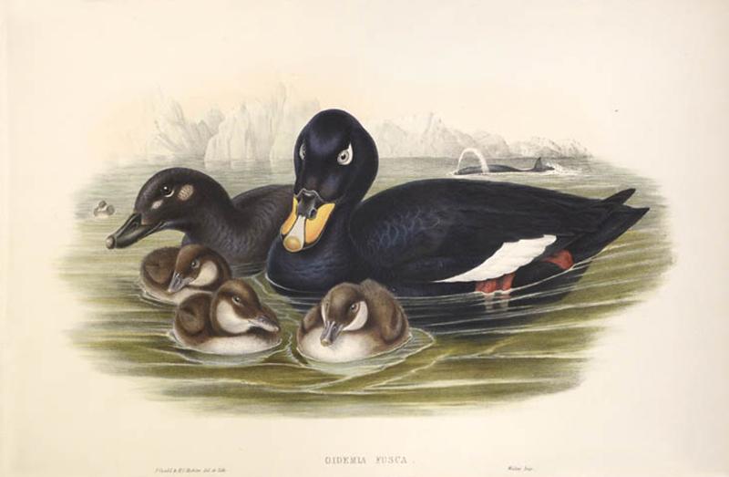 John Gould Group of Four Lithograph Plates of Ducks 