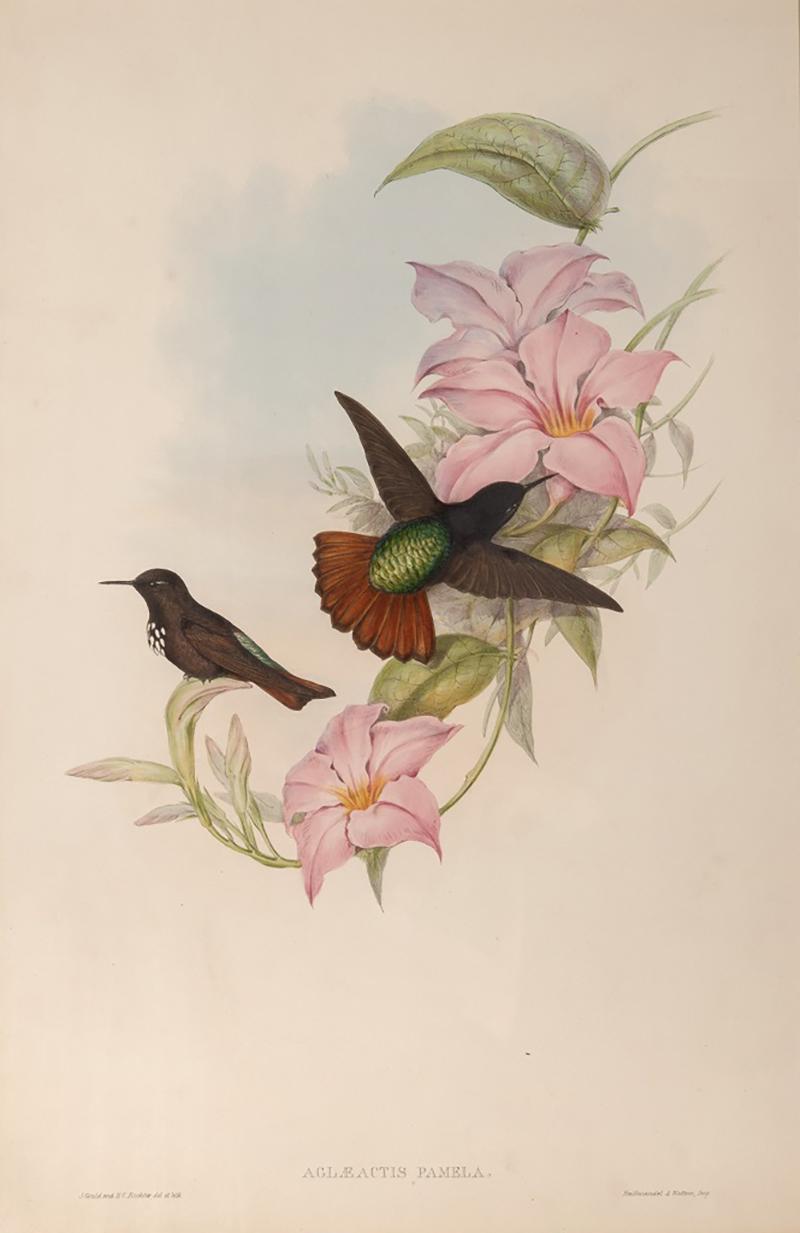 John Gould Group of Nine Humming Birds 