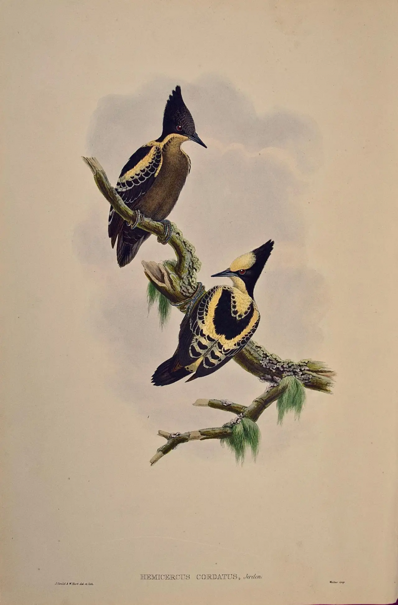 John Gould Heart Spotted Woodpeckers A 19th C Gould Hand colored Lithograph