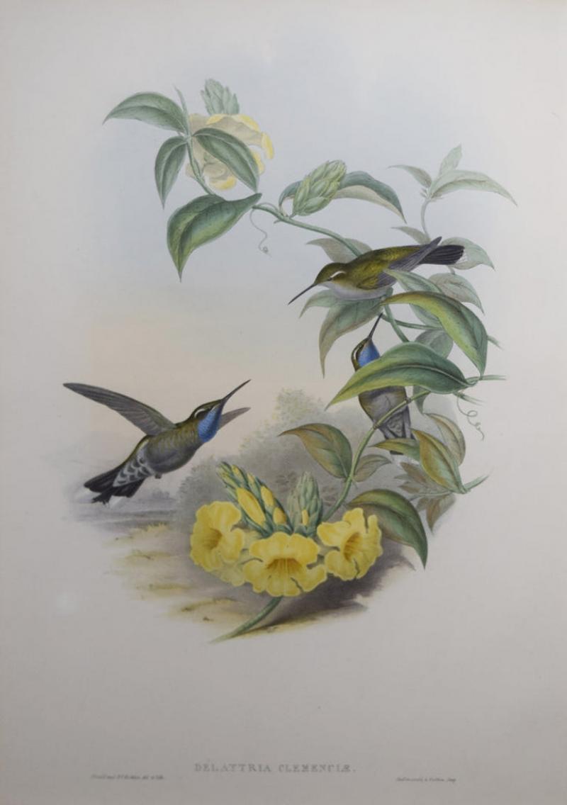 John Gould JOHN GOULD 1804 1881 DELATTRIA CLEMENCIAE