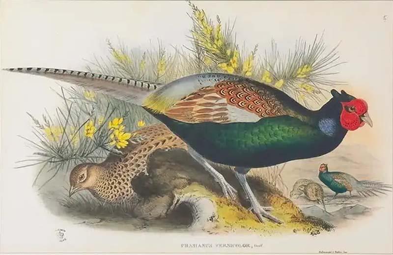 John Gould Japanese Pheasant Phasianus Versicolo Large Lithograph Framed