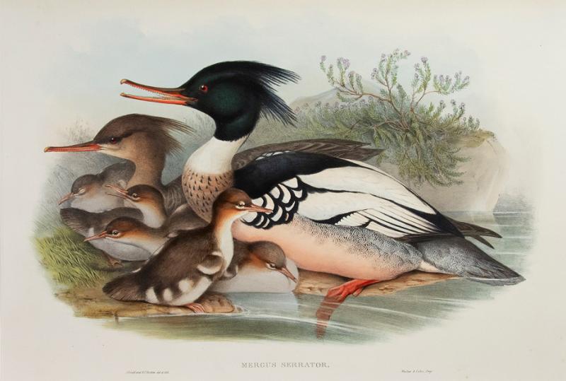 John Gould Mergus Serrator Merganser 