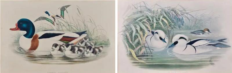 John Gould Pair of 19th C Hand colored Lithographs of Ducks by John Gould
