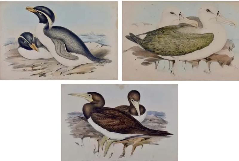 John Gould Three Gould Hand colored Lithographs from Birds of Australia and New Zealand