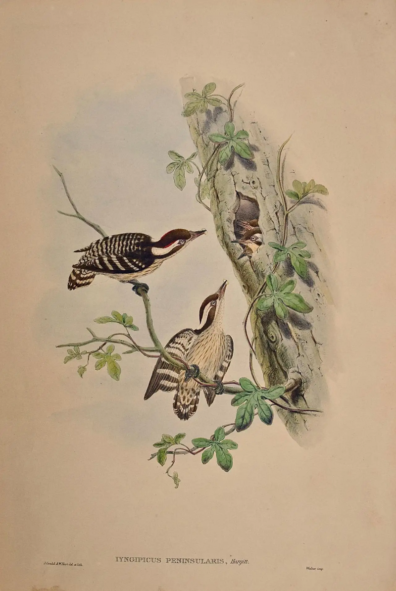 John Gould Travancore Peninsularis Woodpeckers A 19th C Gould Hand colored Lithograph
