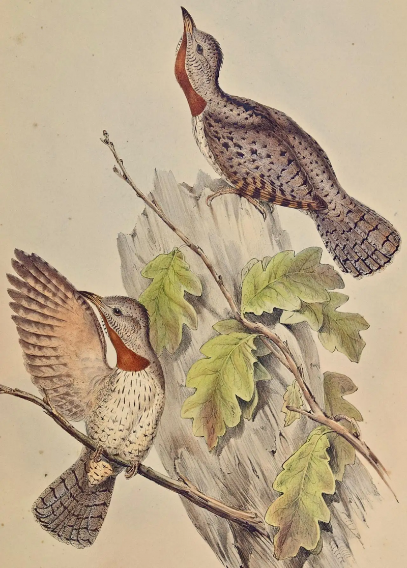 John Gould Yunx indica Indian Wryneck Birds 19th C Gould Hand colored Lithograph