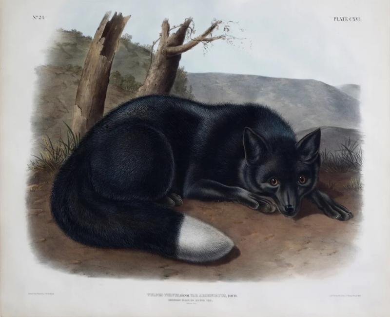 John James Audubon AMERICAN BLACK OR SILVER FOX PL CXVI