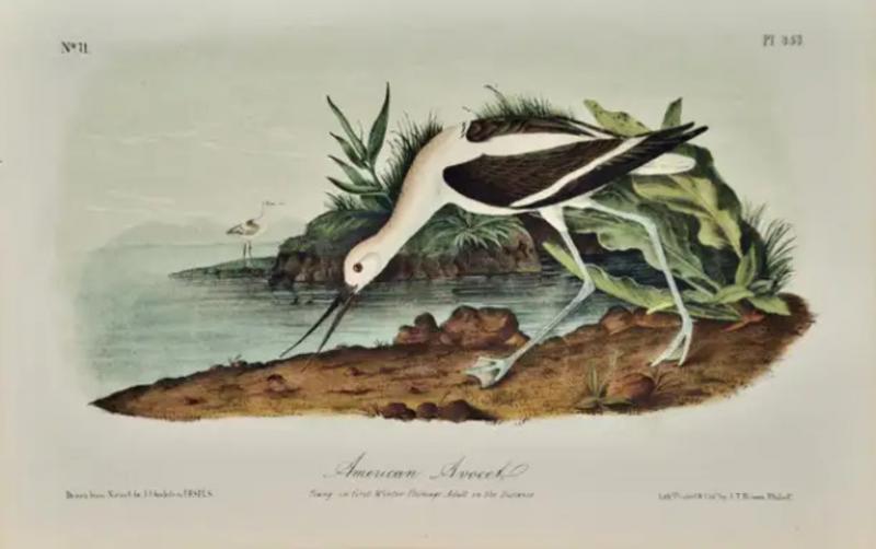 John James Audubon American Avocet An 19th Century Audubon Hand colored Bird Lithograph