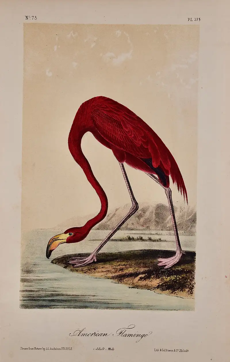 John James Audubon American Flamingo An Original Audubon Hand colored Bird Lithograph