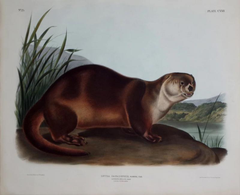 John James Audubon CANADA OTTER MALE PL CXXII
