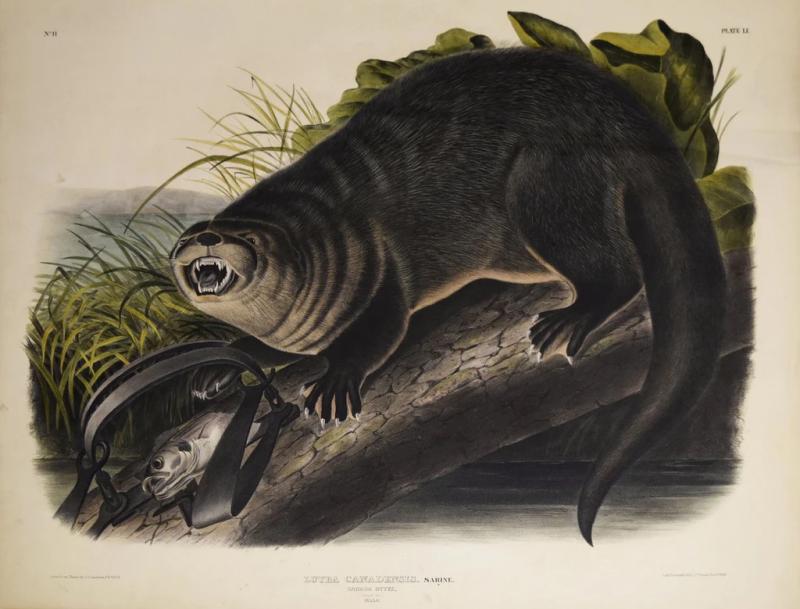 John James Audubon CANADA OTTER PL LI