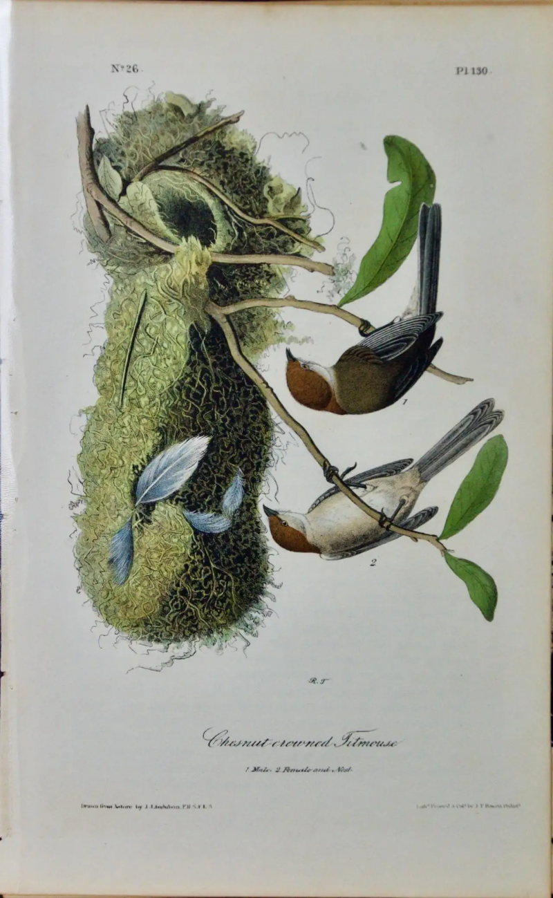 John James Audubon Chesnut crowned Titmous A First Octavo Edition Audubon Hand colored Lithograph